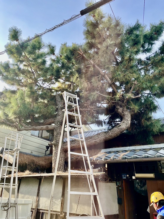 不要木の伐採もお任せください1