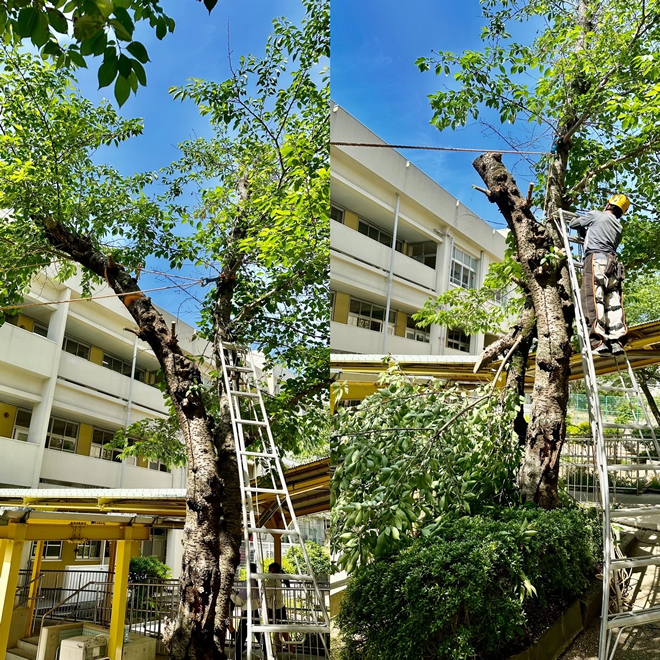 小学校の危険木伐採お任せください1