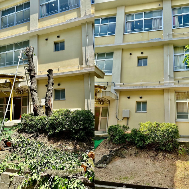 小学校の危険木伐採お任せください2