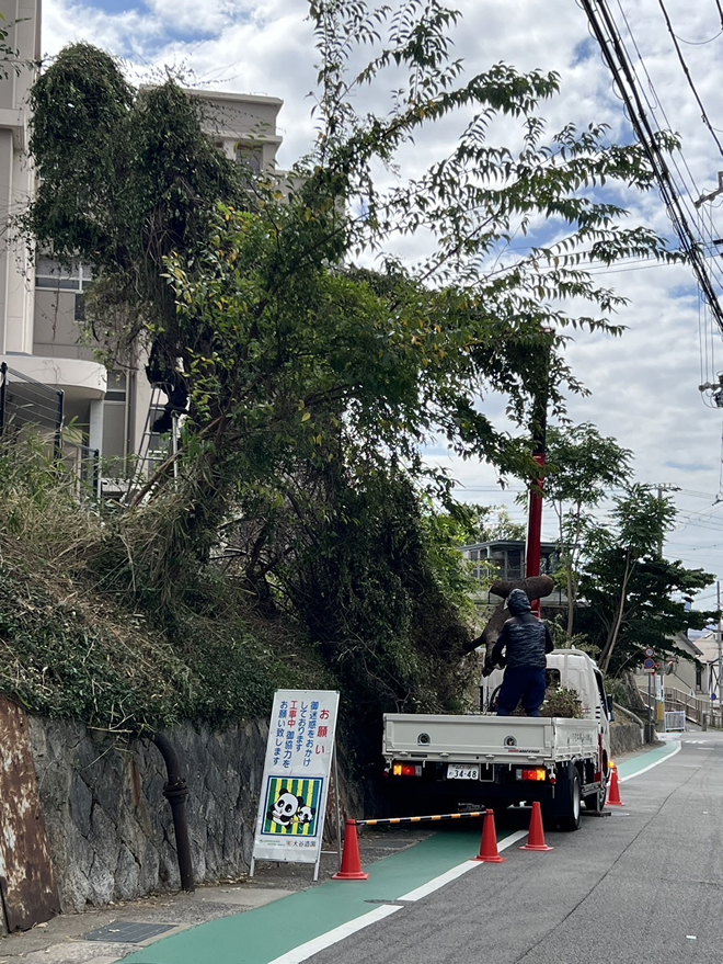 サクラの危険木伐採作業1