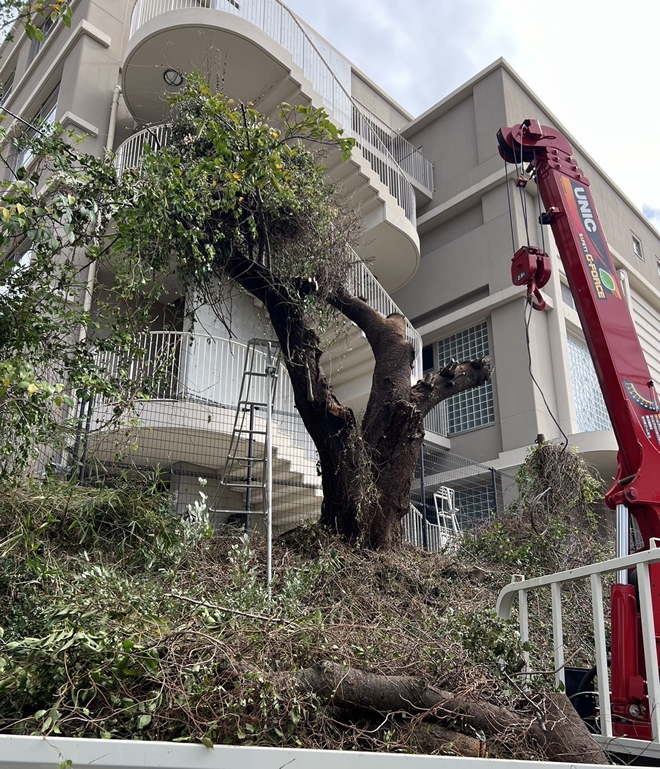 サクラの危険木伐採作業2