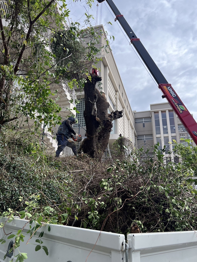 サクラの危険木伐採作業3