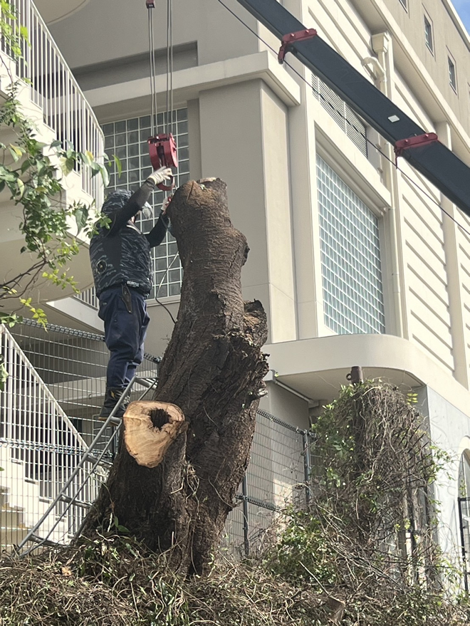 サクラの危険木伐採作業4