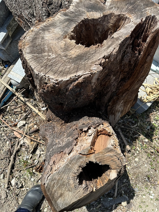 サクラの危険木伐採作業5