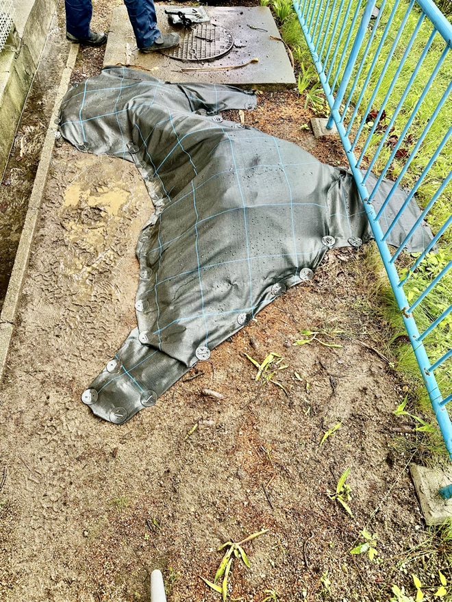 クビアカツヤカミキリムシ対策切り株被覆作業2